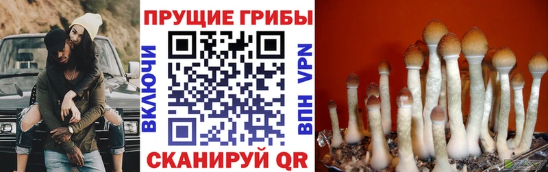Галлюциногенные грибы Psilocybe  сколько стоит  Лермонтов 